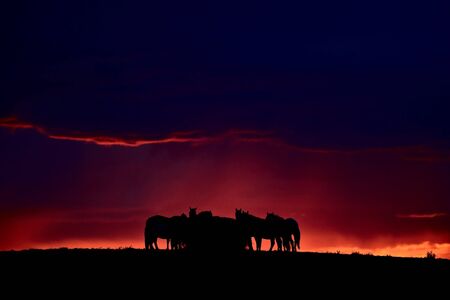 Set sun silhouetting horses on Saskatchewan ridgeの写真素材