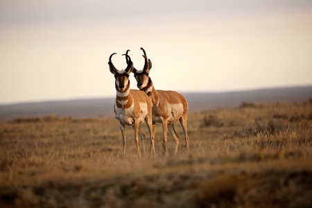 Two male Pronghorn Antelopes in Albertaの写真素材