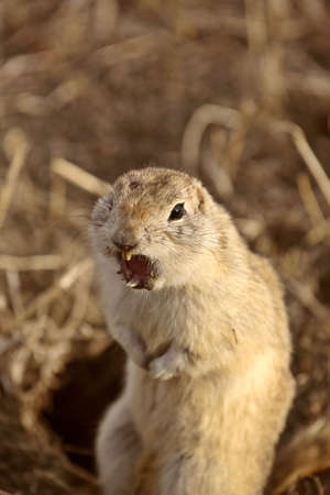 Snarling Gopher looking for trouble in Saskatchewanの写真素材