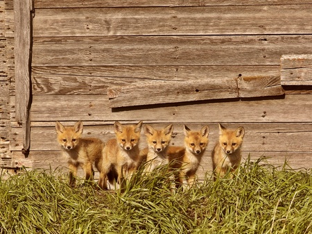 Five fox kits by old Saskatchewan granaryの写真素材
