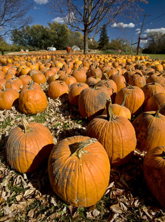Pumpkin Patch Minnesota Rochester orange manyの写真素材