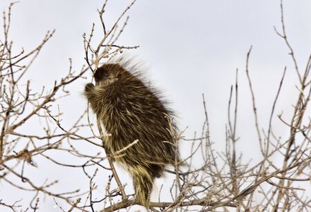 Porcupine in winter Saskatchewan Canada Cold Freezing beauty quillsの写真素材