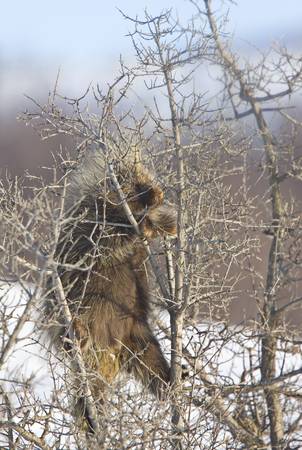Porcupine in winter Saskatchewan Canada Cold Freezing beauty quillsの写真素材
