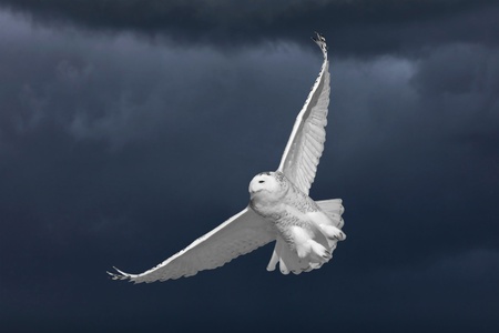 Snowy Owl in Flight in Saskatchewan Canadaの写真素材