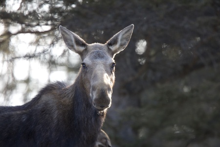 Moose in Winter Riding Mountain Park Manitoba Canadaの写真素材