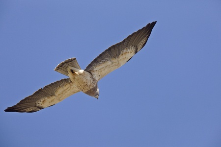 Swainson Hawk in flight with under belly Canada