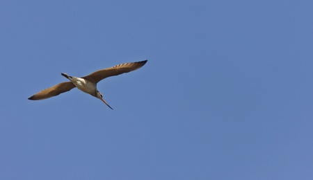 Godwit in flight in Saskatchewan Canada blue skyの写真素材
