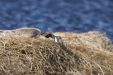 Canada Goose in Nest in Saskatchewan Canadaの写真素材