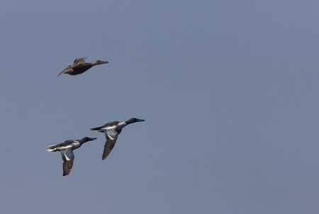 Ducks in Flight in Saskatchewan Canada blue skyの写真素材
