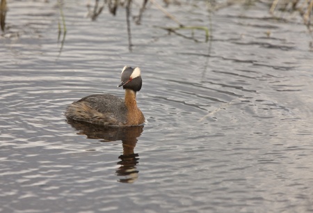 Horned Grebe in Saskatchewan Canada