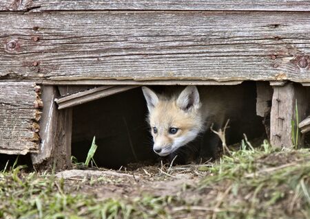 Fox Kits at play near den in Saskatchewanの写真素材