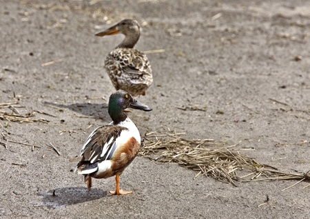 Northern Shoveler male and female Canada Saskatchewanの写真素材