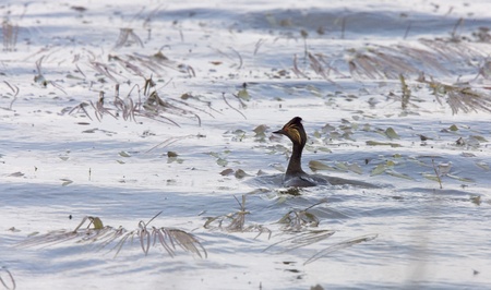 Eared Grebe in spring near nest Canada