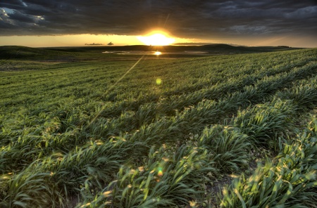 sunset nad durum wheat crop storm cloudsの写真素材