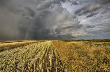 Stubble Field and Prarie Storm Canola Saskatchewanの写真素材