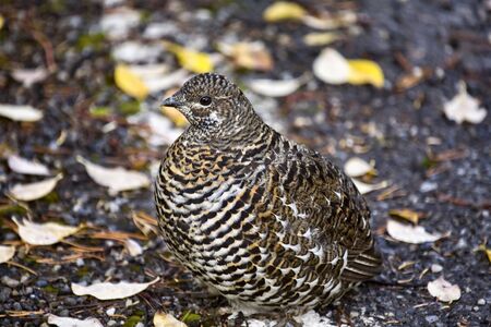 Spruce Grouse close up Rocky Mountains Canadaの写真素材
