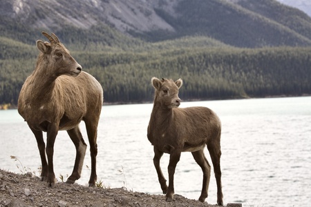 Rocky Mountain Sheep Alberta Canada young kidの写真素材