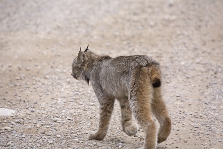 Rocky Mountain Lynx Alberta Canada Close youngの写真素材
