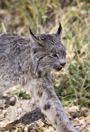 Rocky Mountain Lynx Alberta Canada Close youngの写真素材