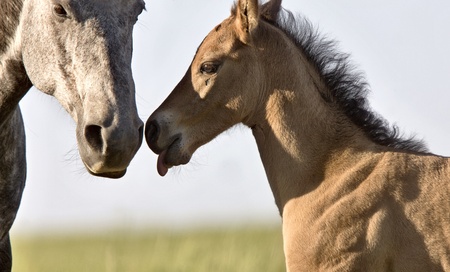 Colt newborn in field Sasktchewan Canada Mother Loveの写真素材