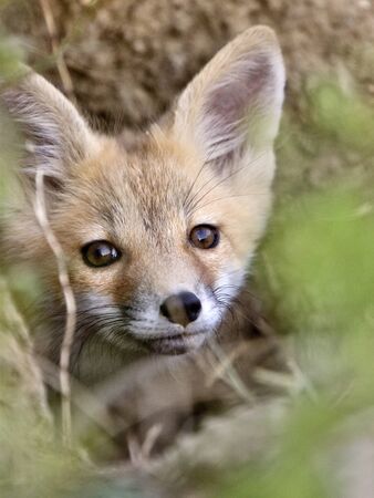 Young Fox Kit kits playing Saskatchewan Canadaの写真素材