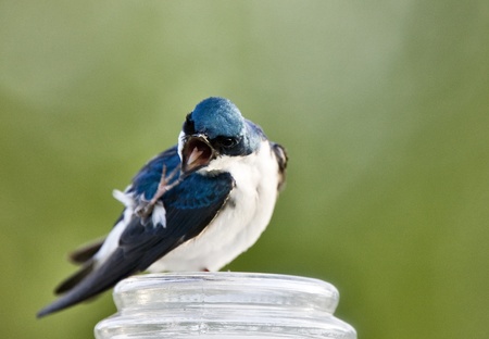 Tree Swallow Close up in Saskatchewan Canadaの写真素材