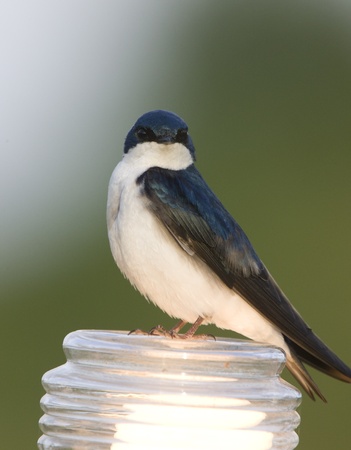 Tree Swallow Close up in Saskatchewan Canadaの写真素材
