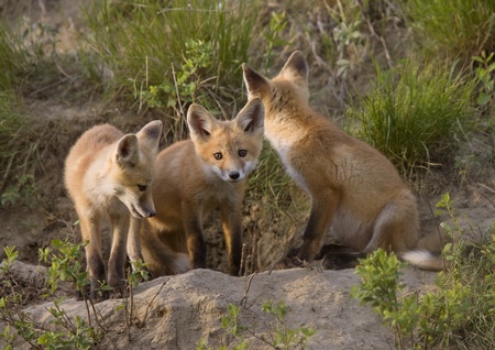 Young Fox Kit kits playing Saskatchewan Canadaの写真素材