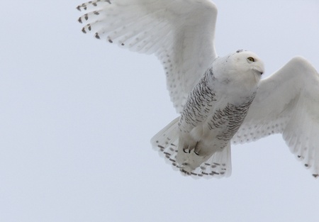 Snowy Owl in Flight winter Saskatchewan Canadaの写真素材