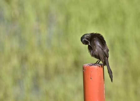 Blackbird on Post in Saskatchewan Canada summerの写真素材