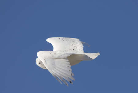 Snowy Owl in Flight in Saskatchewan Canadaの写真素材