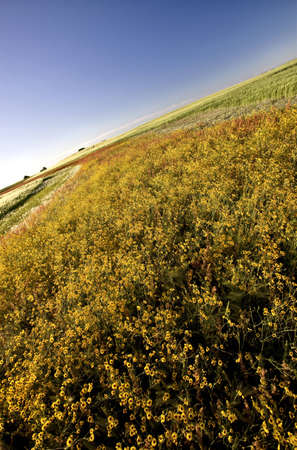 Prairie Crop with weeds Saskatchewan Canada foxglove