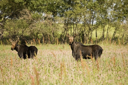 Young Bull Moose in field Saskatchewan Canadaの写真素材
