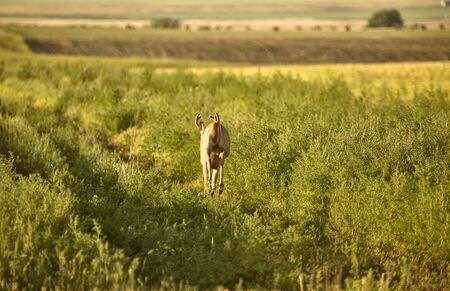 Deer in a field in Saskatchewan Canada Sunlightの写真素材