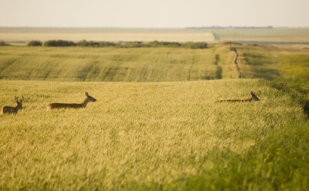 Deer in a field in Saskatchewan Canada Sunlightの写真素材