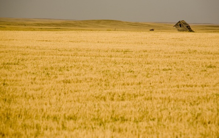 Rural Saskatchewan in summer with crops Canadaの写真素材