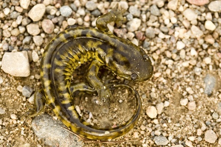 Close up Tiger Salamander on road Canada