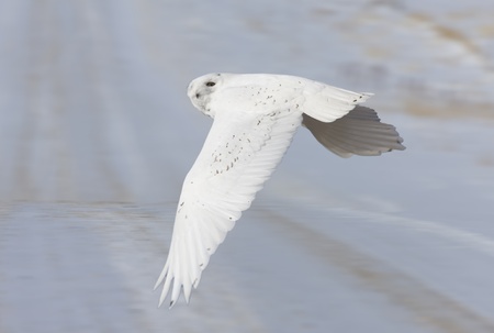 Snowy Owl in Flight winter in Saskatchewan Canadaの写真素材