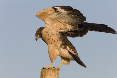 Swainson Hawk on Post in Alberta Canadaの写真素材