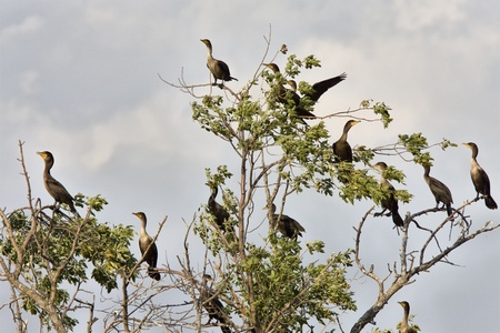 Cormorants in tree Saskatchewan fall autumn Canadaの写真素材
