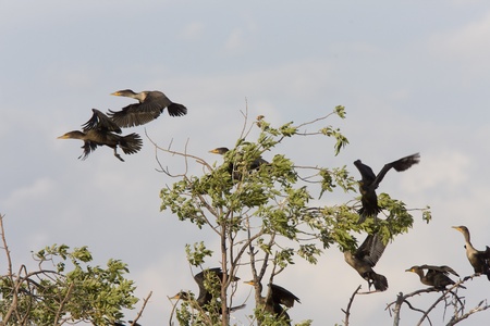 Cormorants in tree Saskatchewan fall autumn Canadaの写真素材