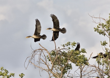 Cormorants in tree Saskatchewan fall autumn Canadaの写真素材