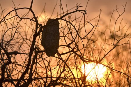 Great Horned Owl at sunset Saskatchewan Canadaの写真素材