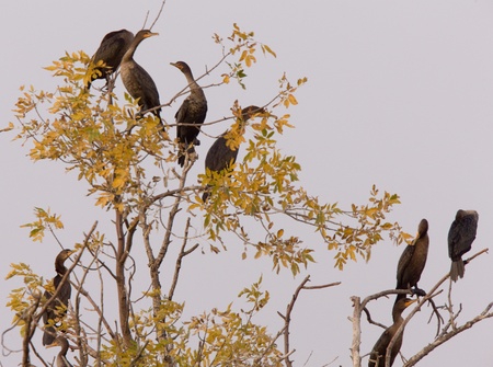 Cormorants in tree Saskatchewan fall autumn Canadaの写真素材