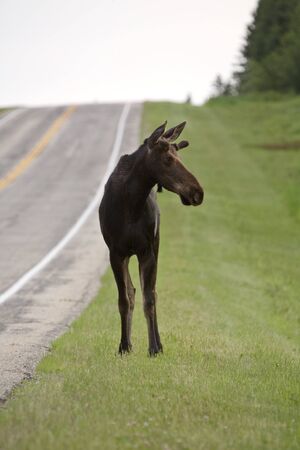 Young Bull Moose on roadside Manitoba Canadaの写真素材