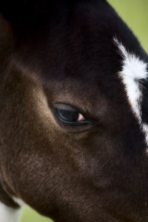 Horse mare Saskatchewan Field close up photoの写真素材