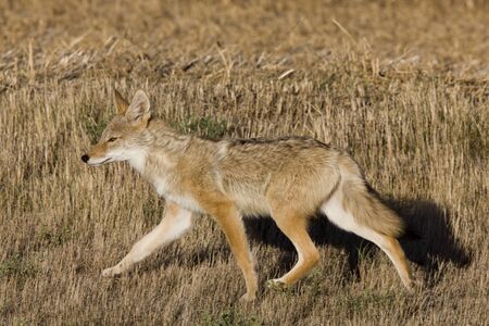 Coyote Saskatchewan hunting in a field close upの写真素材