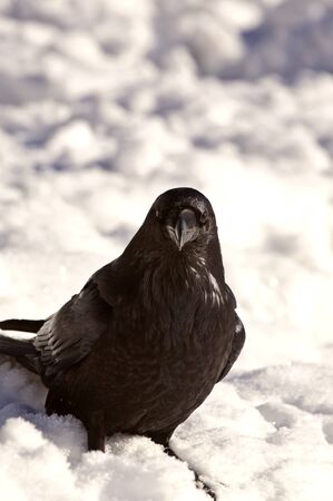 Raven Crow in snow winter Alberta Canadaの写真素材