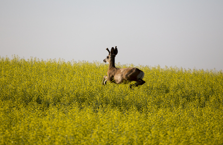 Mule Deer Buck in Canola crop yellow bloomの写真素材