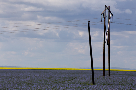 Flax and canola crop blue and yellow bloom Saskatchewanの写真素材